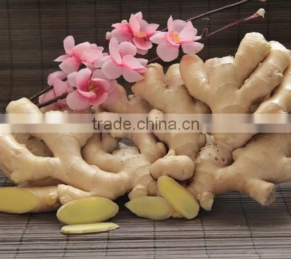 Competitive Price New Young Ginger With Mesh Bag