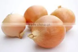 Red & Yellow Egyptian Onion photo-4