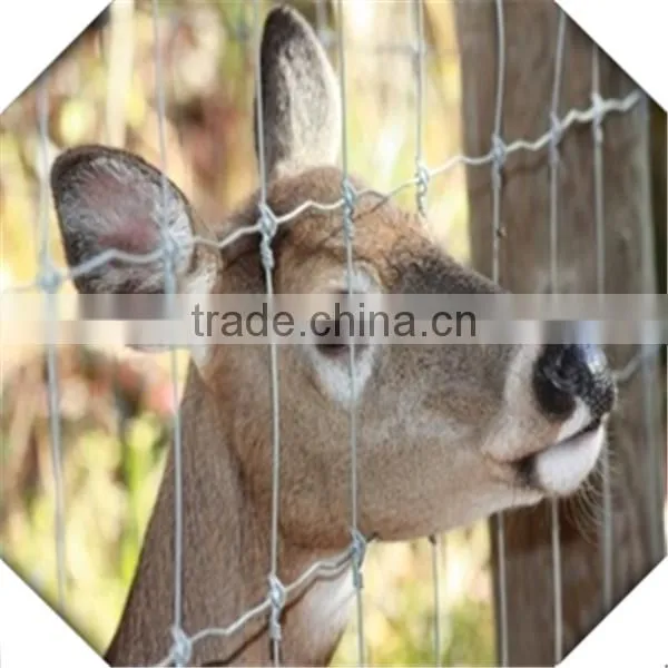 High Quality Galvanized Field Fence for Sale / Sheep Fence / Galvanized Fiedl Fence for Sale photo-6