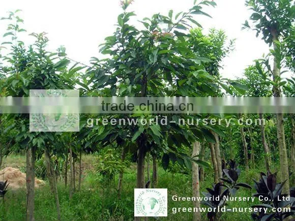 Ficus Lacor Plants
