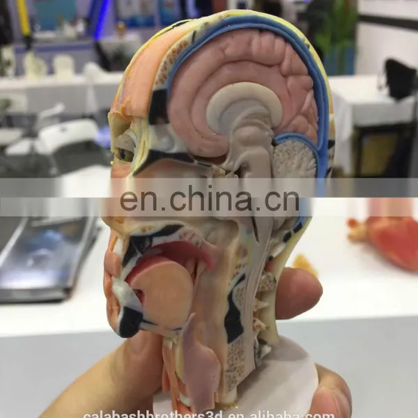 Surgical Training Manikin MJP 3D Printing Color Organ Model photo-7
