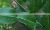 Organic Fresh Kaffir Lime Leaves Grade A photo-2