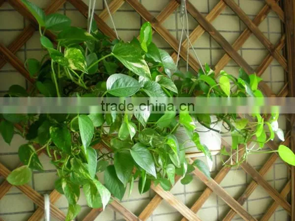 Shop/Home /Office Decor Small Artificial Plant Scindapsus Araceae photo-2