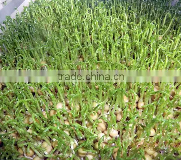 2016 Hydroponic Farm Fodder Growing System for Poultry/Livestock photo-3