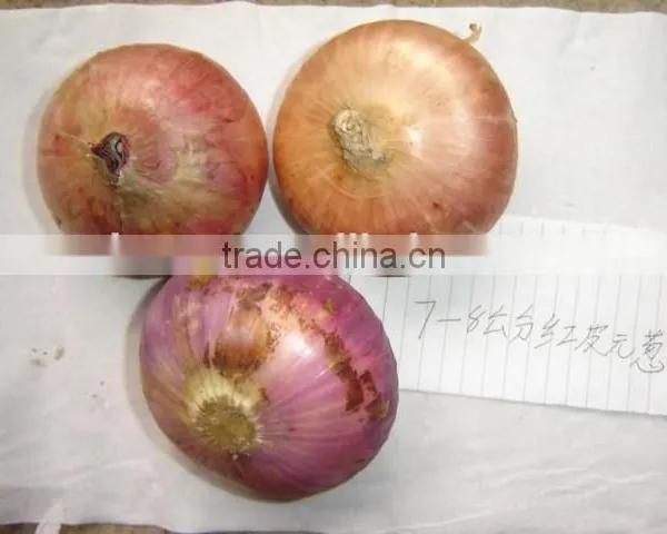 2015 Fresh Onion Specification in Cheaper Price From Shandong photo-2