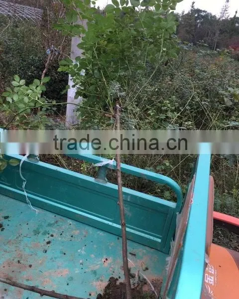 Easy Survival Rose Seedling photo-3