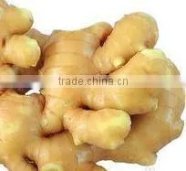 New Harvest,Top Quality Natural Ginger photo-2