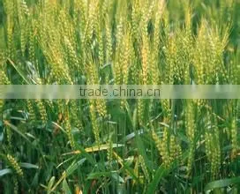Wheat Gluten Meal Factory Price photo-5