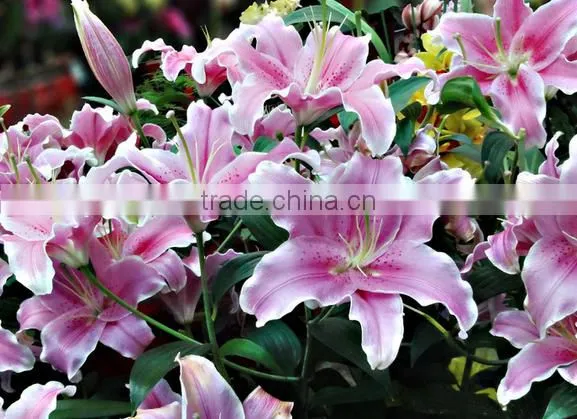 Decoration Lily Flower Fresh Cut Lily Flower Ornamental Flower photo-2