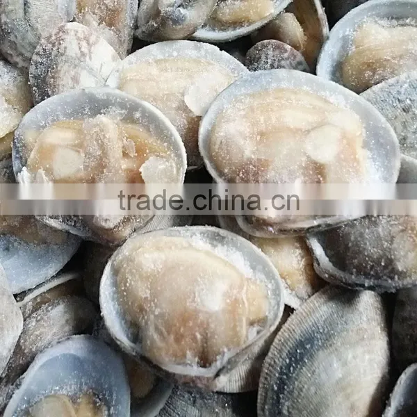 Frozen Clam Black Clam photo-2