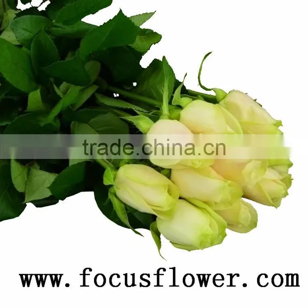 Supply High Quality Fresh Cut Red Color Rose Flowers Natural Rose Flowers Vendela Rose With 0.8_1.2kg/bundle From Kunming Ecuado photo-4