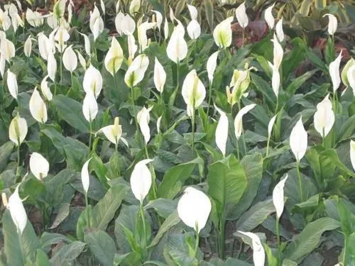 40-60cm Field Green Decoration Indoor Ornamental Plants Eco-Friendly