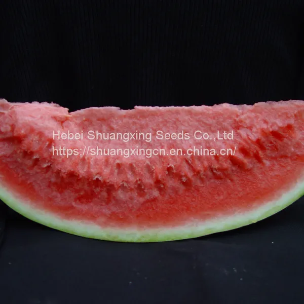 Emperor Chinese High Quality Hybrid Watermelon Seeds for Growing photo-3