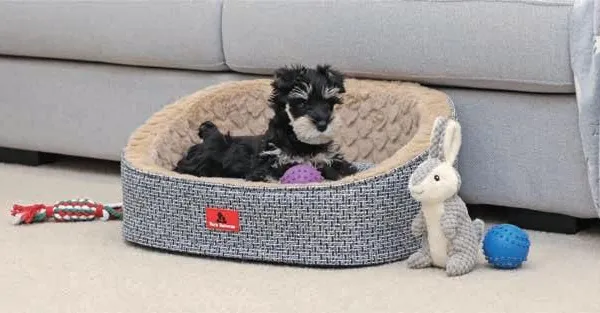Oval Pet Bed photo-4