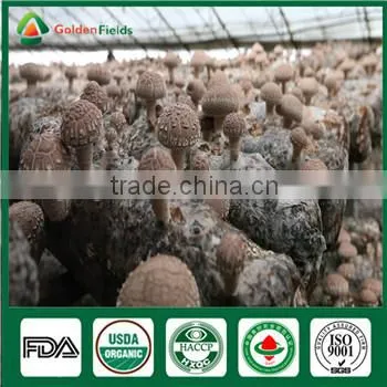 China Supplier High Quality Organic Greenhouse Fresh and Dried Shiitake Mushroom photo-5