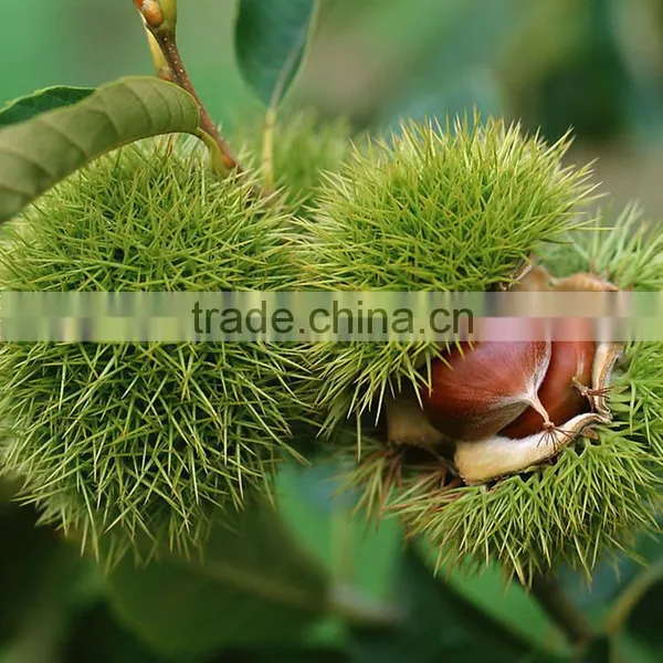 2016 Raw Fresh Chestnuts Sales Opening Booking Bulk Chestnuts photo-4