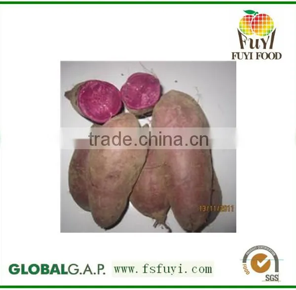 2015 China 100% Fresh Sweet Potato Rich in Fiber photo-3