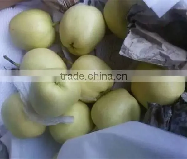 2015 New Crop Fresh su Pear With Good Quality White Pears Fresh Juicy Pears photo-4