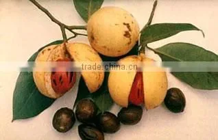 Myristica Fragrans, Nutmeg photo-2
