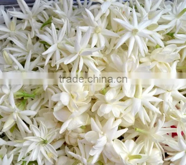 Jasmine Essential Oil 100% Natural |100% Pure Jasmine Oil | Ruh Chameli Oil photo-4