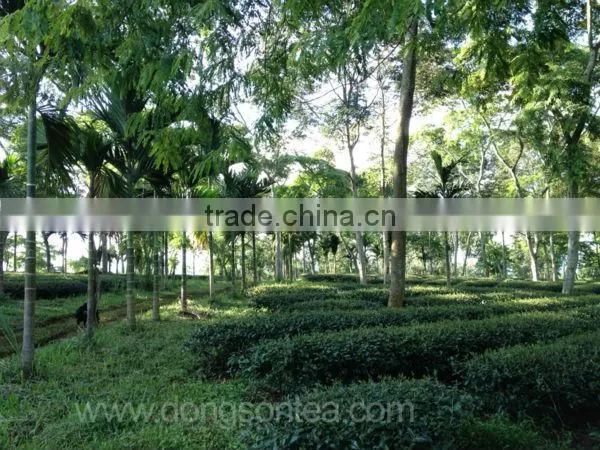 Vietnam Best Black Tea photo-6