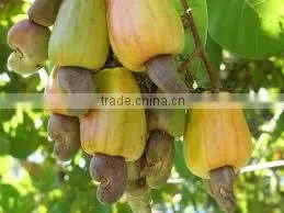 Good Bukina Faso Raw Cashew Nuts