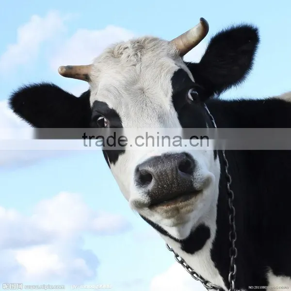 Diatomaceous Earth Functional Filler / Additives Animal Feed Additives