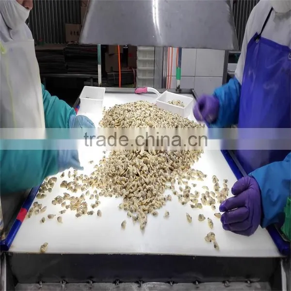 Fresh Frozen Boiled Clam Variety Shell-On photo-3