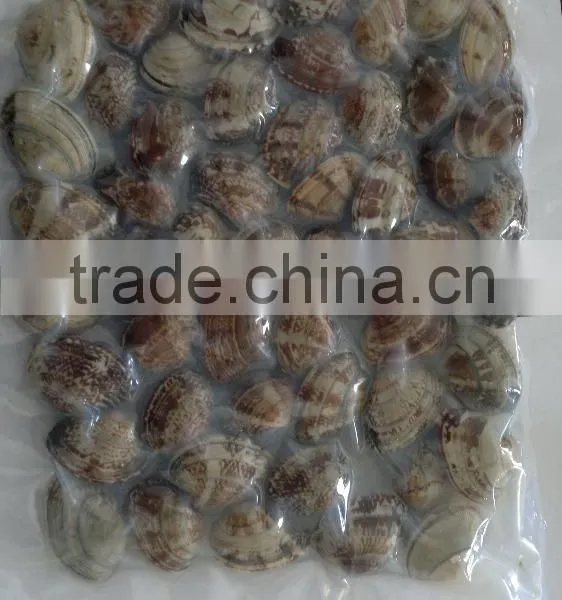Frozen Vacuum Packed Cooked Short Necked Clam photo-4