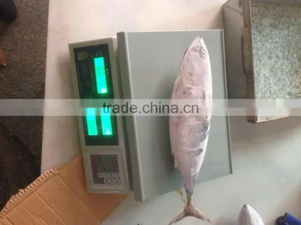 Bonito Tuna photo-3