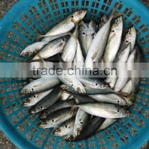 China-made Frozen Hot Sale Horse Mackerel Whole photo-3