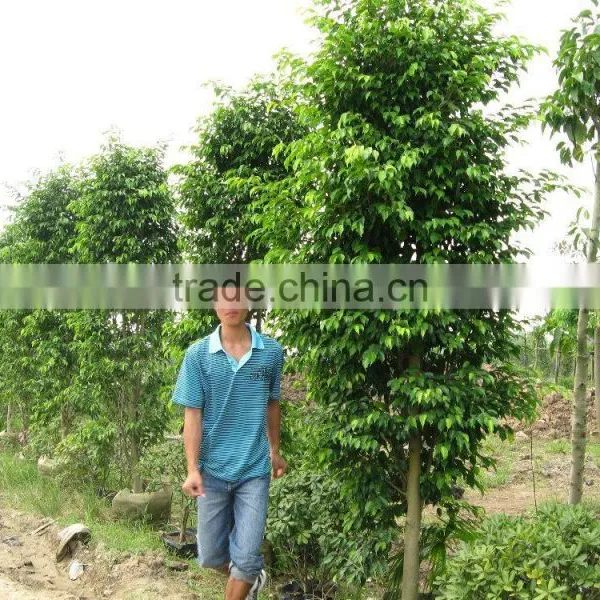 Ficus Benjamina photo-4