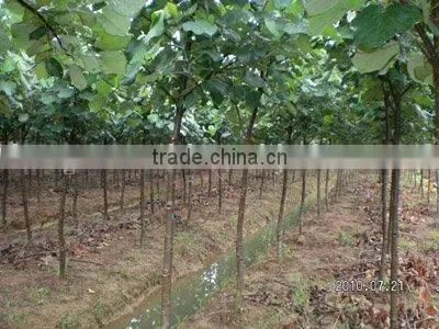 Hibiscus Tiliaceus Farm