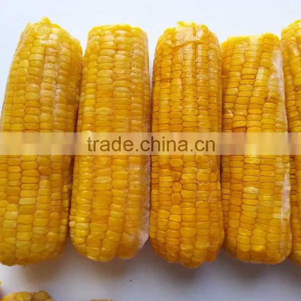 Fresh Yellow Sweet Corn From Vietnam photo-2