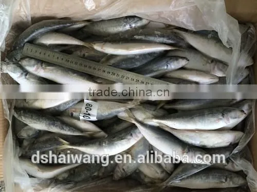 Frozen Horse Mackerel for Sale photo-4