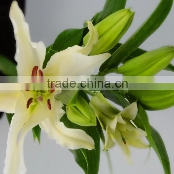 Fashionable Siberia Snow White Lily photo-2