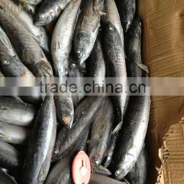 Frozen Tuna Bonito Fish Whole Round photo-3