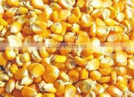 GOOD QUALITY INDIAN CORN YELLOW MAIZE