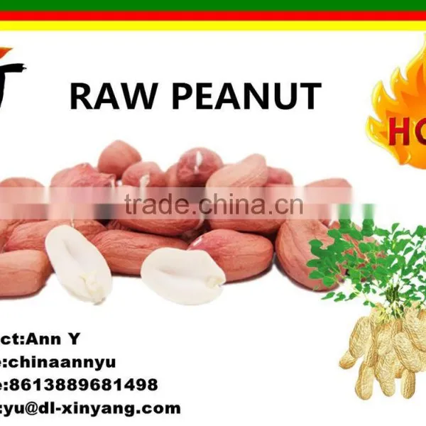 Wholesale Long Size Chinese Peanut Kernels From China photo-3