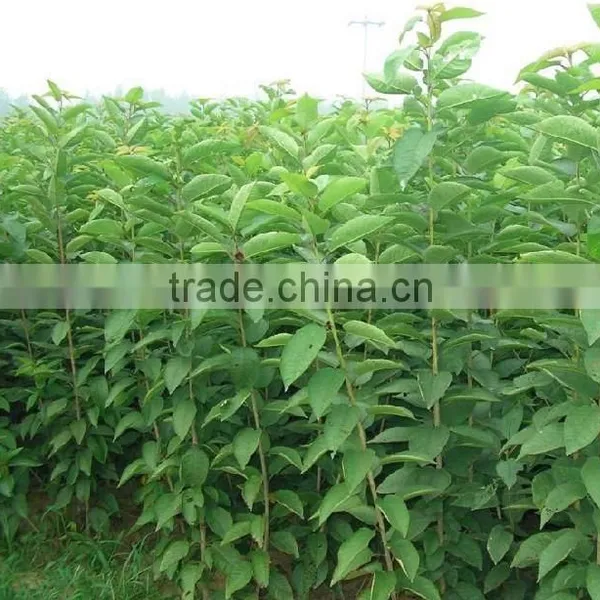 Cherry Tree Seedling photo-3