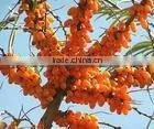 Sea Buckthorn Extract Powder