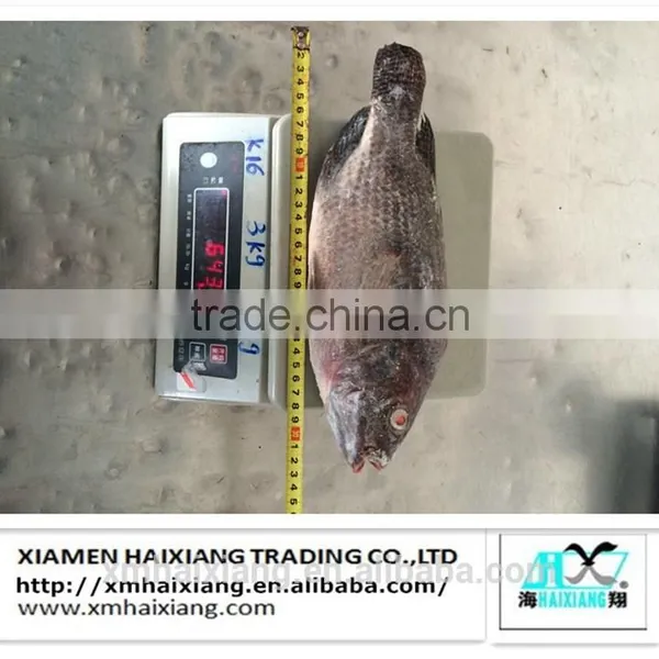 Farm Frozen Tilapia Fish for Sale photo-2