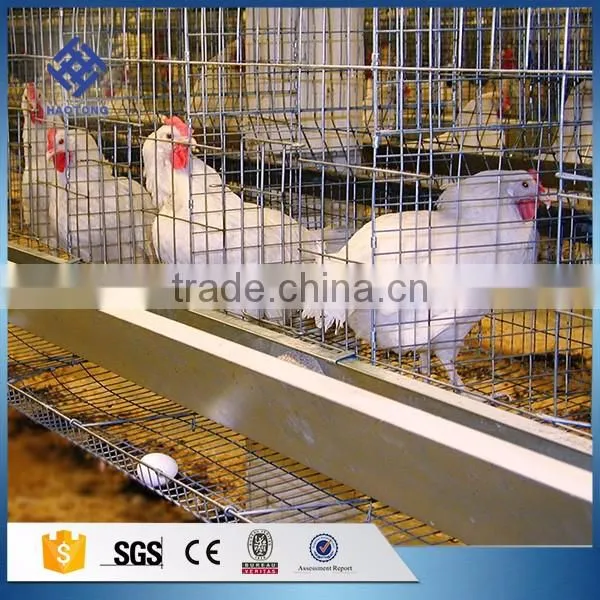 30 Years' Factory Supply Automatic Chicken Nest photo-5