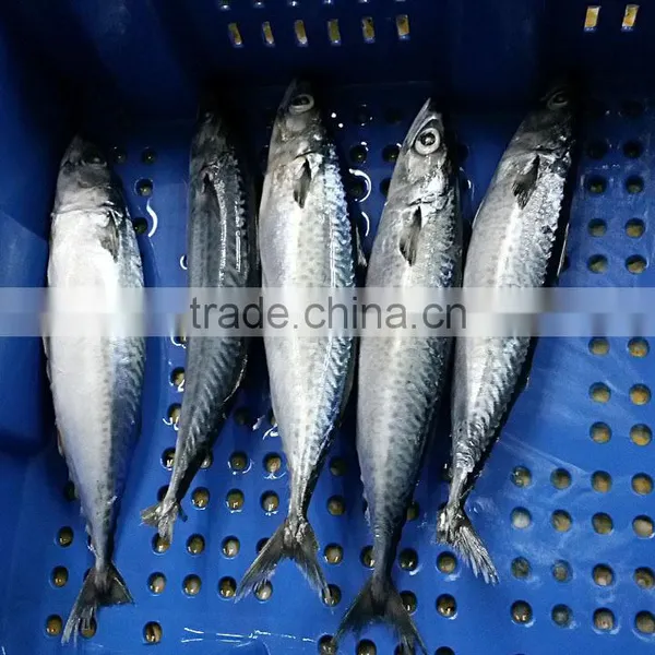 Seafrozen W/R Pacific Mackerel Fish Size 300-500 photo-3
