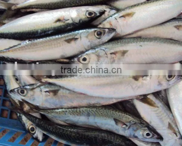 Frozen Pacificus Mackerel photo-2