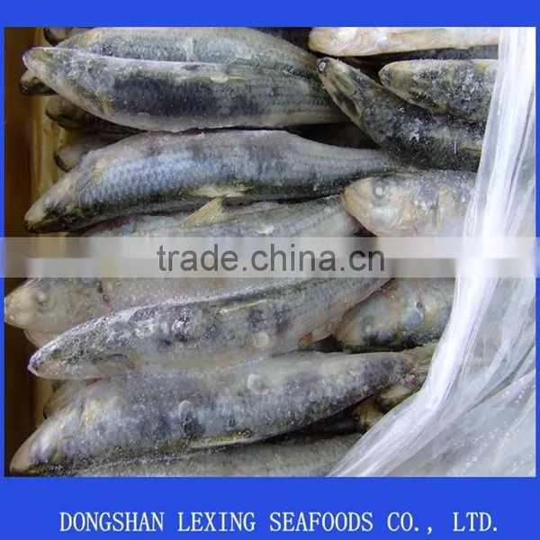 Sardine