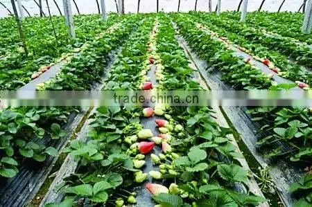 Professional Top Quality Industrial Film Greenhouse for Sale photo-2