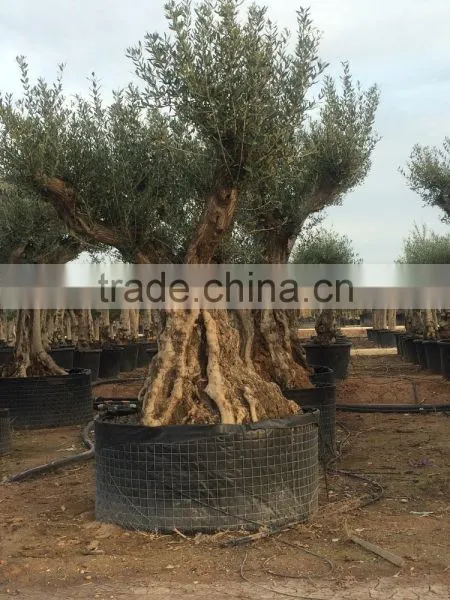 Olive Tree - Olea Europaea Regional Ejemplar photo-2