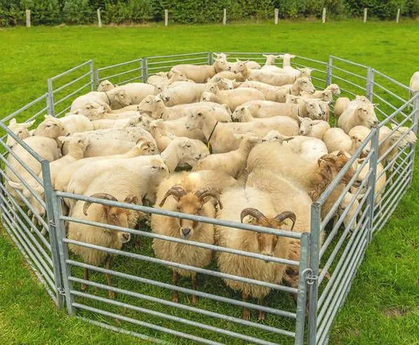 Hot Dipped Galvanized Sheep Panel Heavy Duty Livestock Cattle Farm Yard Panel Cattle Panel Fence Wholesale Bulk for Sale photo-4