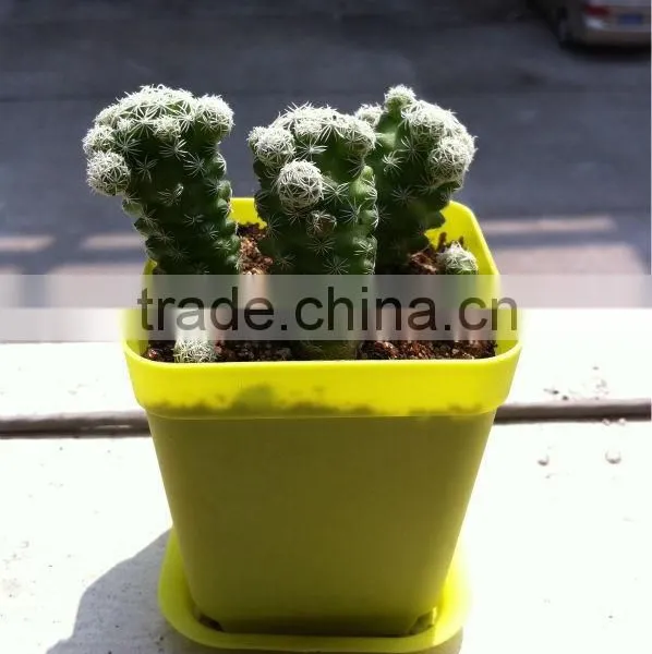 Plastic Injection Indoor Flower Pots photo-5